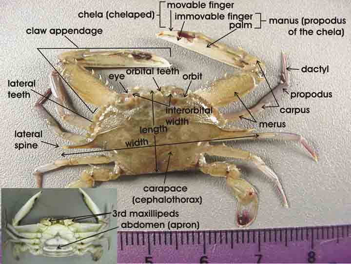 Chapter 12 Studying Crab Claws (crabs) Data Science for Biological